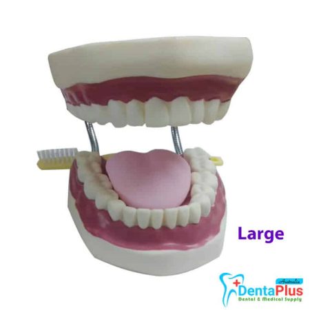 Teeth Model